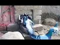 Donkey and horse mating behaviour hot