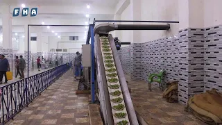 معاصر عفرين تبدأ استلام محصول الزيتون من المزارعين واستخراج الزيت الذي تشتهر بإنتاجه منطقة عفرين 