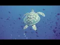 SOS - Save Our Oceans