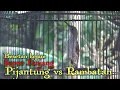 Download Lagu Besetan Maut Pijantung Gunung Dada Blorok adu nyali dengan Rambatan Paruh Merah