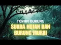 Download Lagu Suara Hujan dan Burung Murai untuk Terapi Burung Supaya Tidak Stress 🌧️🐦