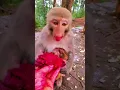 Download Lagu monkey short video monkey very nice seen monkey funny videos #viral #subscribe