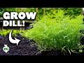 Lagu Dill: The Underrated Herb You're Not Growing (But Should Be)