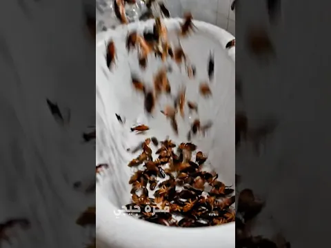 طريقة جدتي الاروبة 🤔أسرع طريقة هتتخلصي من الصراصير والدبان والناموس فى ثواني👌 هتشكرني عليه #ريلز