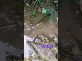 Download Lagu Catch fish with a lasso #animals #wildlife #fyp