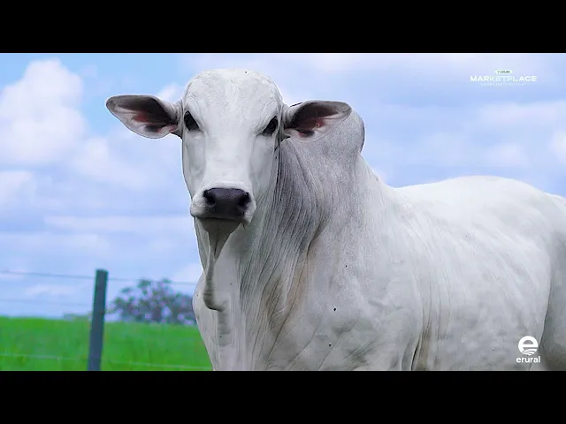 Touro Nelore MLML - 2131