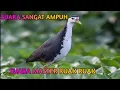 Download Lagu SUARA PIKAT ANDALAN RUAK RUAK MASTERNYA RUAK