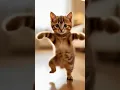 KITTEN Dance Party Like You've Never Seen Before! #cat #cute #catplay #catworld