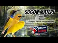 Download Lagu MASTERAN SOGON MATERI PLECI SAMBUNG KENARI DENGAN IRAMA SANGAT TAJAM #sogongacor #subscribe  #sogon