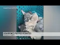 Abandoned Greenville Co puppies reunited