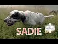 Lagu Sadie - It's a Miracle