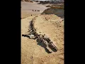 Lagu World History- A 35 million year-old Basilosaurus Isis skeleton in Wadi Al-Hitan #shorts