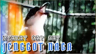 suara cucak jenggot roll u0026 besetan nyerec3t pass untuk cendet dan burung lainnya