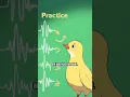 Download Lagu #burung#kakaktua#beo#jalak#meniru#suara#faktaunik#faktamenarik