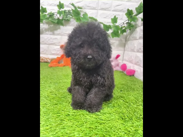 動画