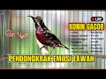 Download Lagu 🛑KONIN GACOR FULL TEMBAKAN‼️MASTERAN KOLIBRI NINJA BAHAN AGAR NEMBAK ISIAN TONJOLAN MEWAH🛑LIVE🎥