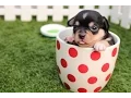 Puppy Training 101
