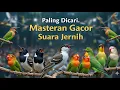 Download Lagu MASTERAN GACOR | RAJA TEMBAK , PALING DI CARI DURASI 1 JAM , | SUARA JERNIH | SONGBIRD TRAINING ‼️‼️
