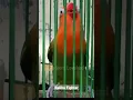 Lagu Masteran Lovebird Balibu Fighter Ngekek Panjang
