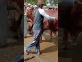 Lagu sapi lemosin jantan di pasar sapi wirosari