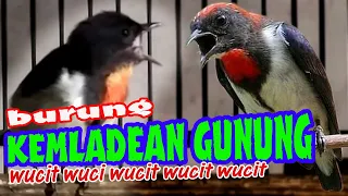 kemladean gunung cabean gunung talokan gunung