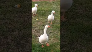 اجمل صوت البط 