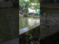 Download Lagu bocah tenggelam kasih nafas buatan tuhan berkehendak lain 😭😭