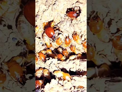 Building house of insects,#sorts #forest #natural life