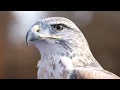 Hawk Sound Hawk Sound Effects Ferruginous Hawk Noises Hawk Screech Hawk Calls No Music