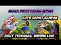Download Lagu PIKAT BURCIL KOMBINASI SOGON RIBUT SANGAT AMPUH MP3 ANTI ZONK SUARA JERNIH
