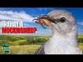 5 Things You Didn t Know About Mockingbirds