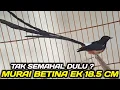 Lagu PALING DICARI ! MURAI BETINA EKOR 18.5 CM !!! SEMUA MURAI DIJUAL CUMA MULAI 190 RIBU DIKIOS PRAMUKA