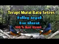 Download Lagu Terapi Murai Batu Stres