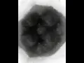 Nf intro 3 1h