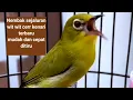 Download Lagu Masteran pleci nembak wit wit cer kenari terbaru suara jernih gemericik air