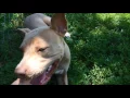 Adopt Sassy Kokomo Humane Society
