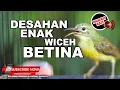 Download Lagu #1🔴Tembakan Mewah KOLIBRI KELAPA WICEH BETINA GACOR PANJANG❗️