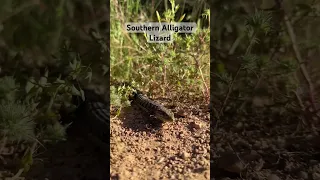 This little Southern Alligator Lizard was pretty chill. #herpetology #hiking #lizard #nature #learn