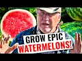 How To Grow HUGE Watermelons