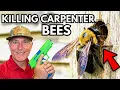 KILL Carpenter Bees Fast Stop Damage NOW