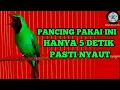 Lagu Auto Emosi | Pancingan Cucak Ijo Gacor ngentrok