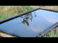 Barn swallow flying over cattle trough Slow motion April