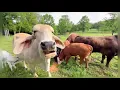 Download Lagu Luister naar alle verschillende stemmen #rufusthebull #redford #koe #boerderij #video #boerderij ...
