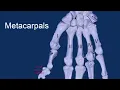 Bone - Upper Limb
