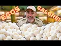 Giant Snake Egg Hatching Compilation