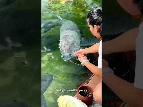 Hand-Feeding a GIGANTIC Fish in the Pond! #animals #amazing