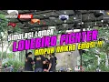 Download Lagu SIMULASI LOMBA LOVEBIRD FIGHTER TERBARU: AMPUH NAIKAN EMOSI