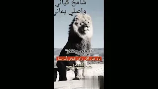 شامخ كياني اصلي يماني 