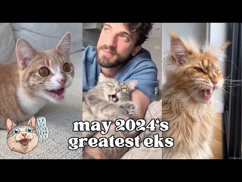 Download MP3 ekekekkekkek compilation - BEST Cat Chirping \u0026 Chattering of May 2024