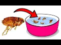 How To Get Rid Of Fleas With Dish Soap